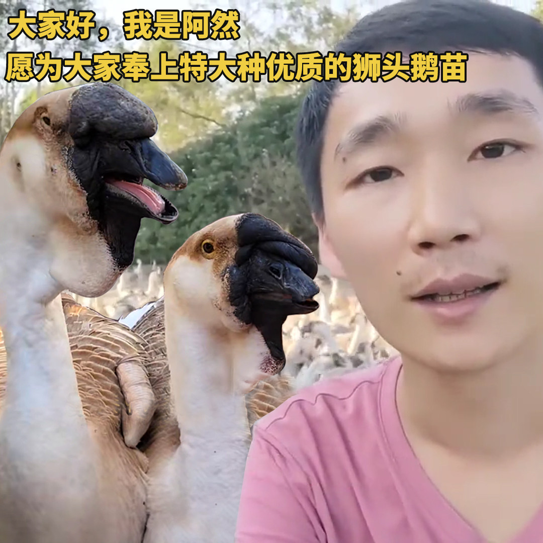 狮头鹅特大纯种双下巴保真挂脖