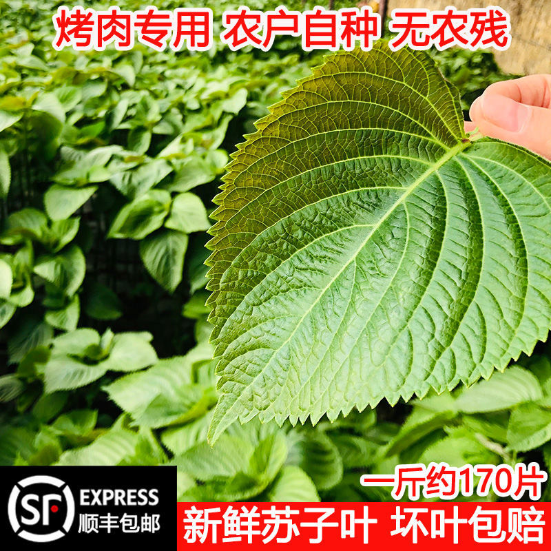 苏子叶新鲜食用蔬菜紫苏叶嫩叶东北饭包叶现摘现顺丰包邮坏单包赔-封面