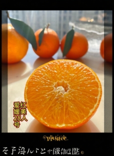 浙江发货 正宗红美人桔子树苗 柑橘树苗 爱媛28号 红美人树苗