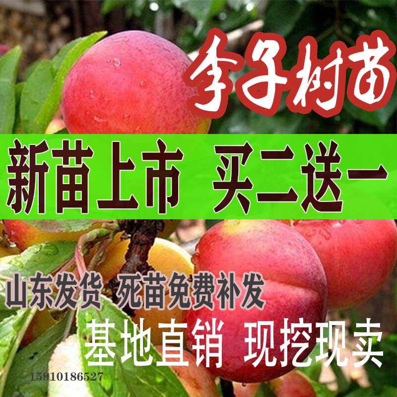 脱骨嫁接红心南北方种植李子树苗
