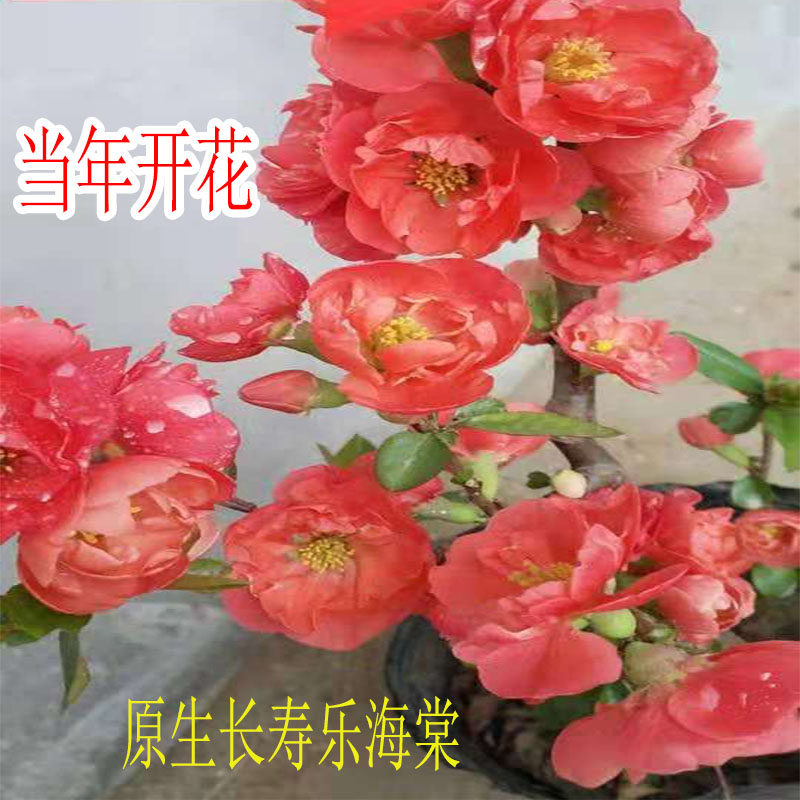 海棠花苗实生嫁接长寿冠海棠日本海棠阳台庭院盆栽客厅盆景耐冻寒