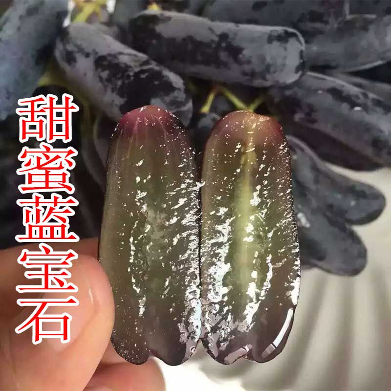 蓝宝石葡萄树苗南方北方庭院地栽阳台盆栽当年结果爬藤甜蜜蓝宝石