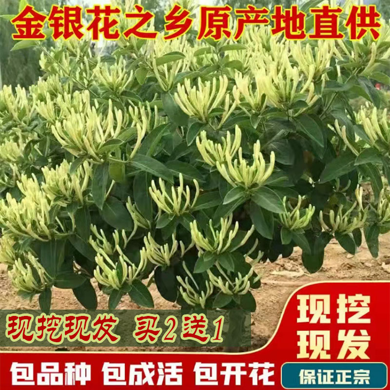 金银花当年开花攀援花卉苗阳台