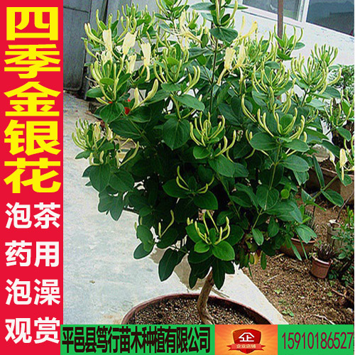 四季金银花树形苗泡茶遮荫阳台当年开花卉盆栽盆景爬藤植物金银花