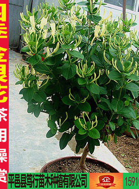 四季金银花树形苗泡茶遮荫阳台当年开花卉盆栽盆景爬藤植物金银花