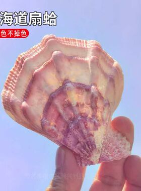 天然海螺贝壳北海道扇蛤家居摆件鱼缸造景水族箱装饰大贝壳海螺壳