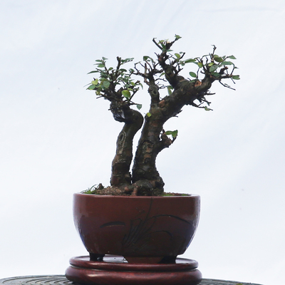 小型精品盆景榔榆老桩，高档盆景