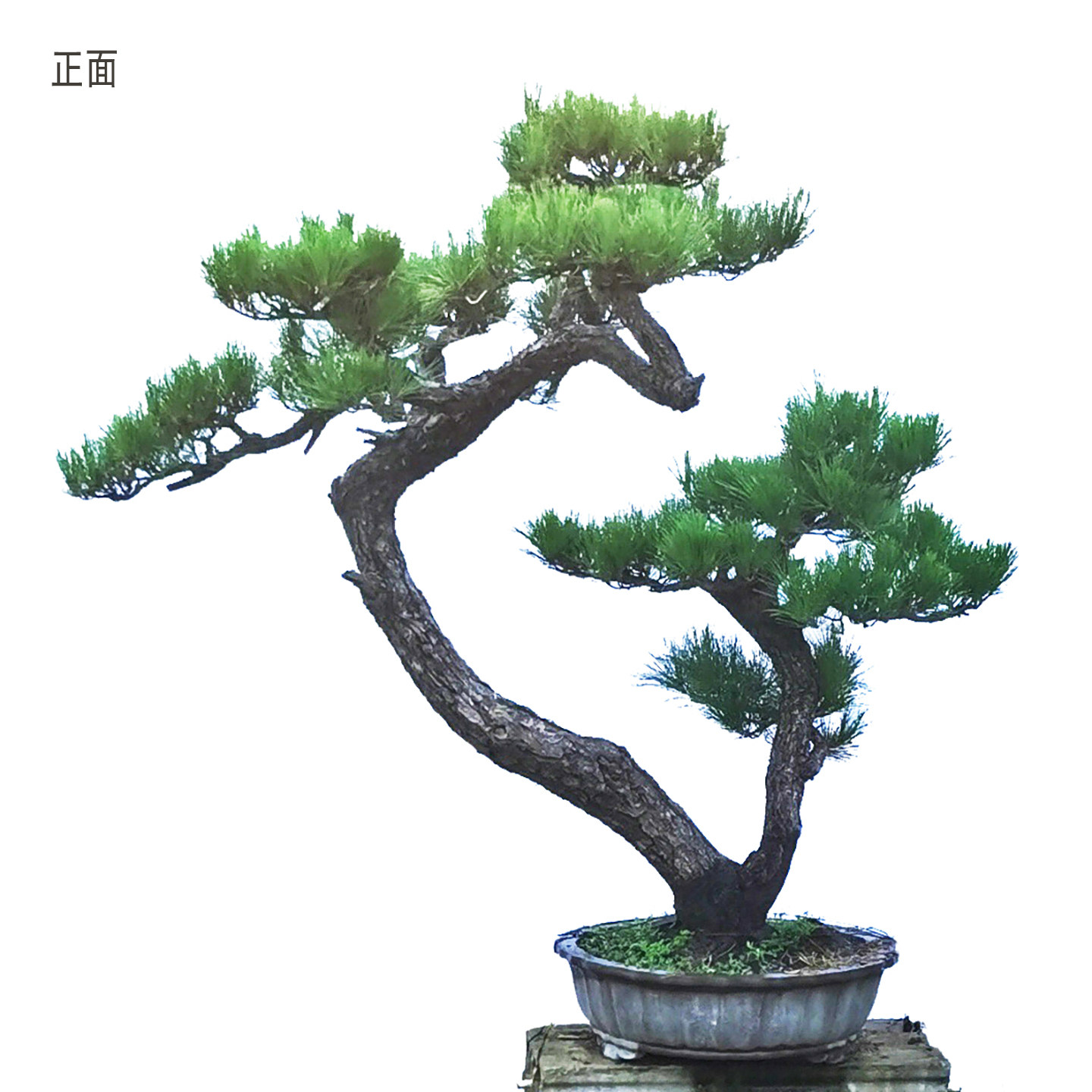 一物一拍超大型高档精品盆景 一本双干式黑松老桩 ，庭院阳台