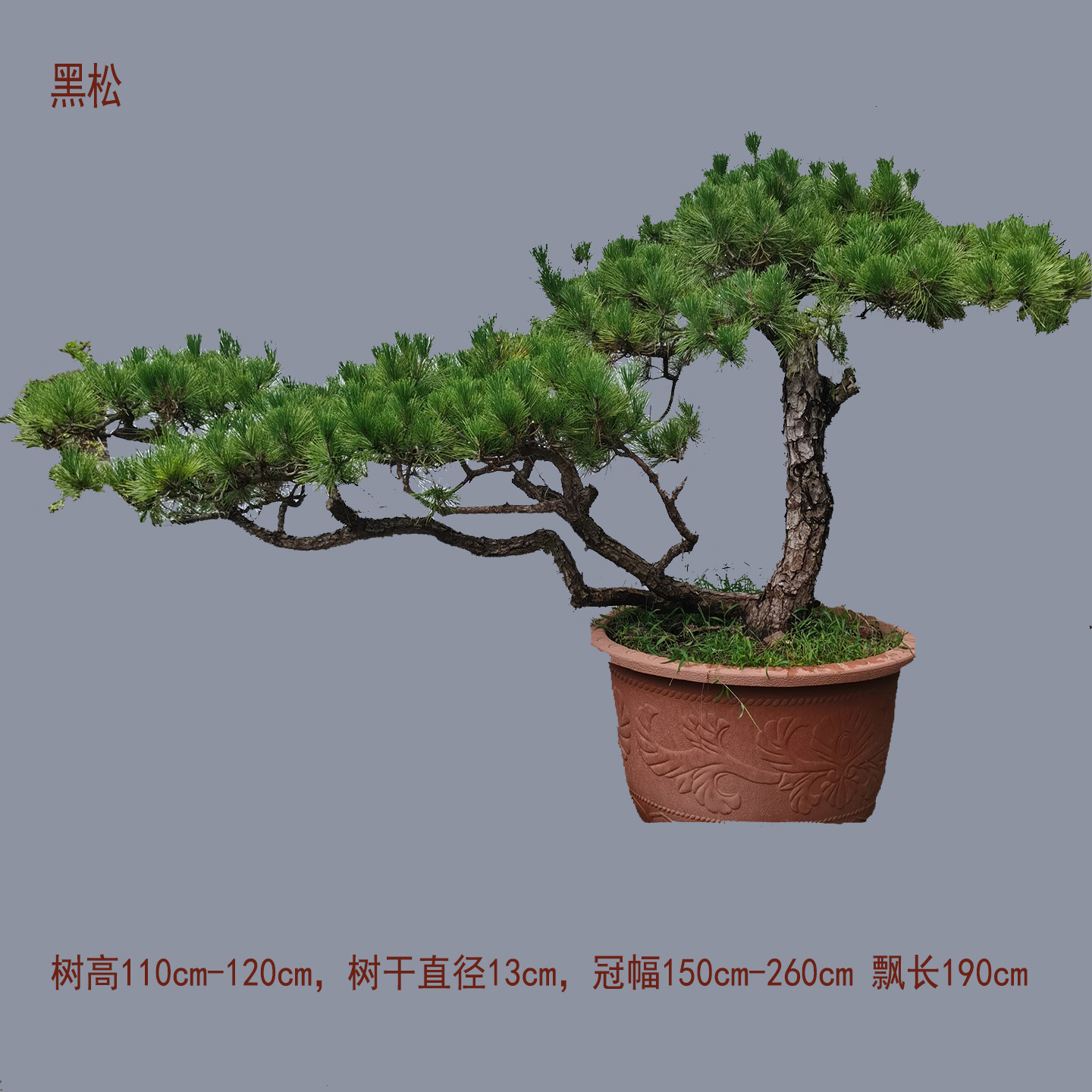 {一物一拍}大型黑松老桩盆景日本黑松别墅庭院
