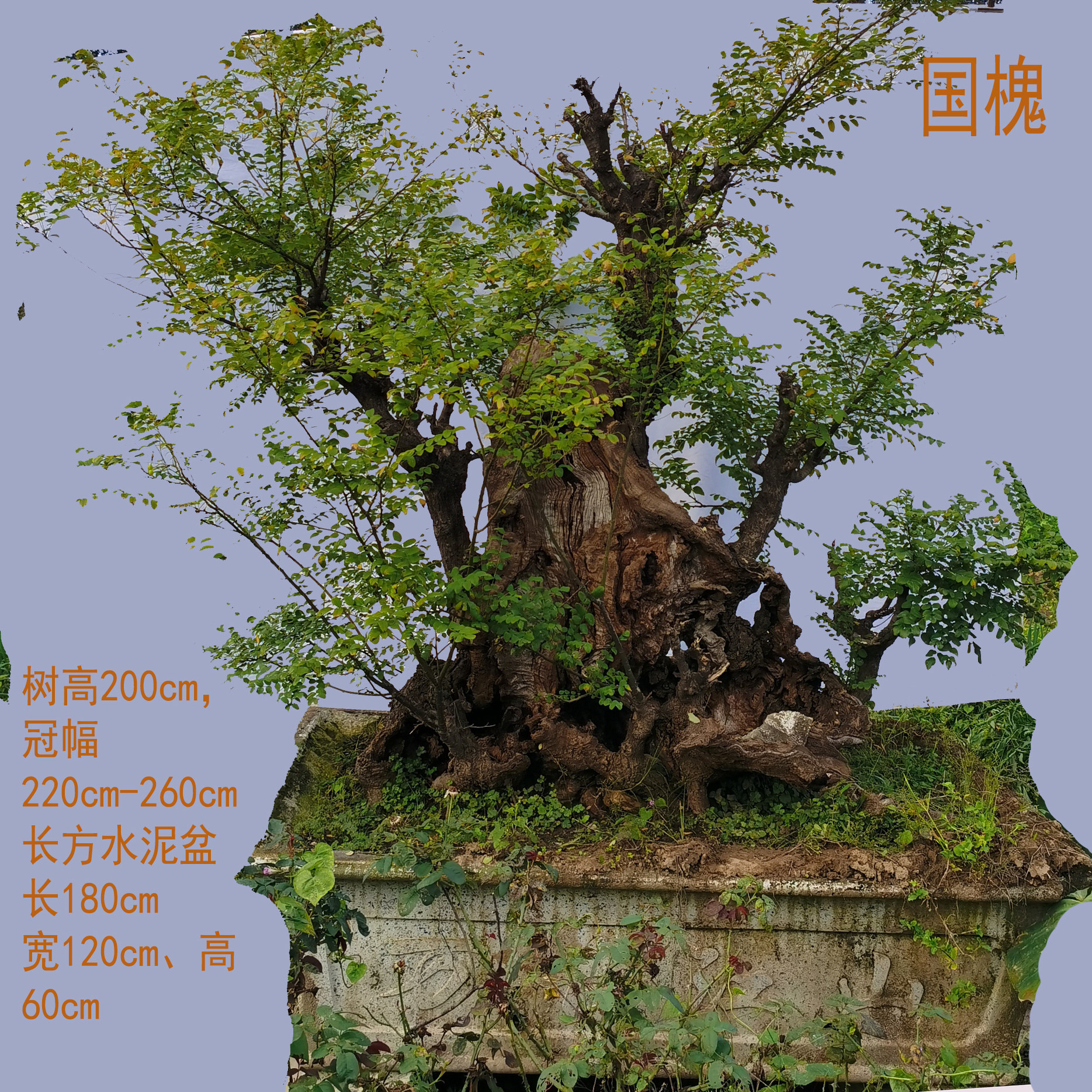 【一物一拍】大型国槐老桩盆景适合别墅庭院观干观果