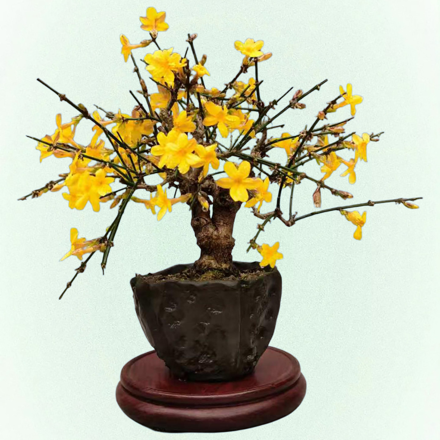 【一物一拍】小型迎春花老桩盆景 春观花 四季观枝干