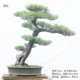 一物一拍 大型高档盆景 黑松老桩 日本黑松 适合别墅庭院