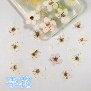 李花 diy滴胶干花手机壳押花画压花李子花幼儿园学生手工植物标本