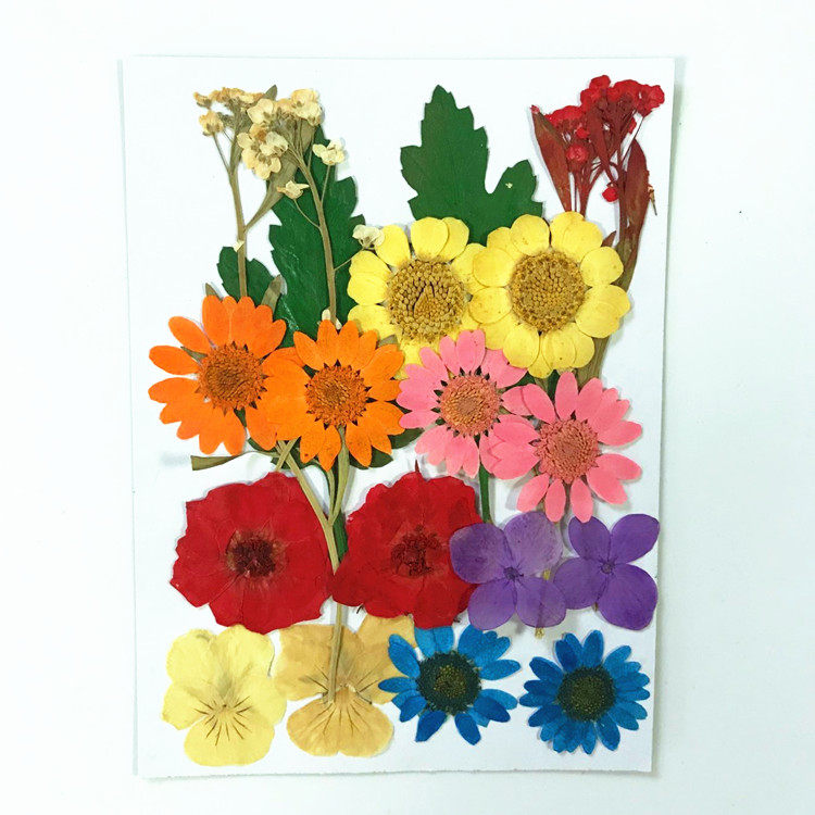 花材包干花包押花压花标本diy材料滴胶干花材料植物标本教学 小编推荐 Wepost 全民代运 马来西亚中国淘宝代运与集运专家 花材包干花包押花压花标本diy材料滴胶干花材料植物标本教学 小编推荐 Wepost 全民代运 马来西亚中国淘宝代运与集运专家