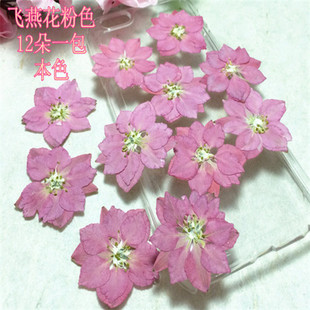 飞燕花 千鸟花 千鸟草 压花押花材料滴胶DIY手工干花教学植物标本