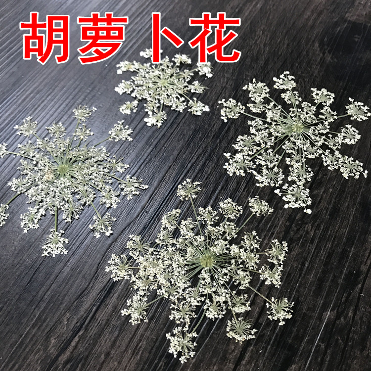 胡萝卜花 diy押花画压花贺卡干花 真花永生花手机壳花材 植物标本