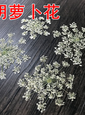 胡萝卜花 diy押花画压花贺卡干花 真花永生花手机壳花材 植物标本