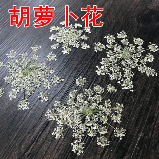 胡萝卜花 diy押花画压花贺卡干花 真花永生花手机壳花材 植物标本
