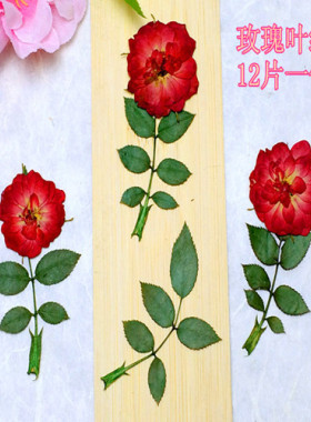玫瑰叶 压花滴胶干花押花花材diy花材植物教学干花标本天然真花