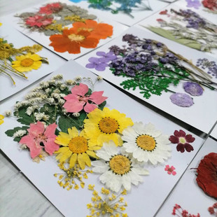 花材包干花包押花包儿童手工植物标本diy压花贴画花瓣妆新年装饰
