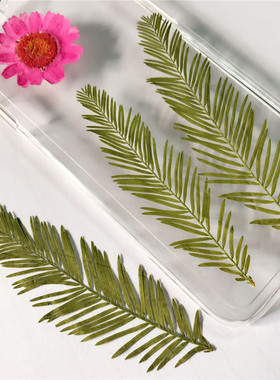 水杉叶 diy手工儿童学生教学植物标本永生花滴胶手机壳干花押花
