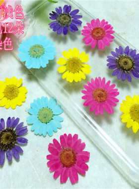 晶菊 雏菊 押花画 压花贺卡diy手工滴胶材料 植物教学干花标本