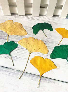 银杏叶植物教学diy手工材料干花