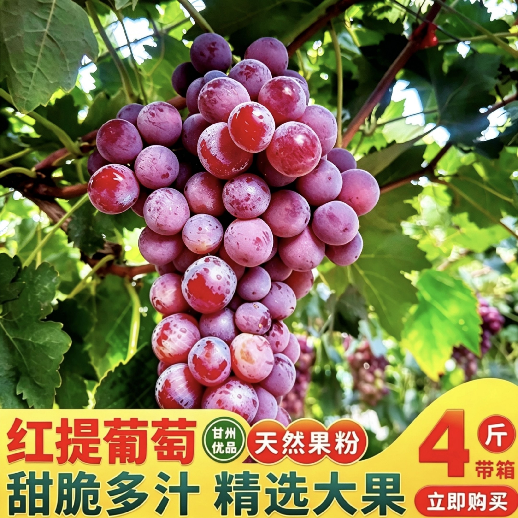 甘肃新鲜红提葡萄自然成熟果香浓郁脆嫩多汁应季阳光孕育高原水果