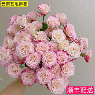 折射泡泡玫瑰小苗月季花苗盆栽多季开花丰花月季耐寒花卉切花玫瑰