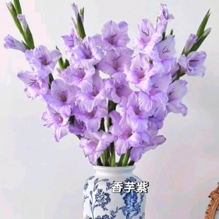 粉色10支剑兰云南鲜花唐菖蒲基地鲜切花直发室内春节插花节节高