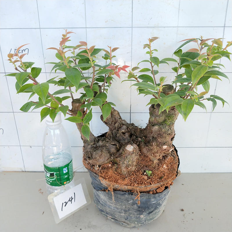 乌饭树桩盆景 乌饭盆景 南烛 室内盆景盆栽 常绿