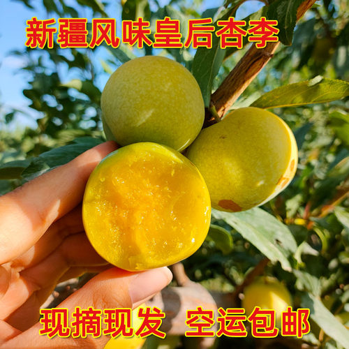 新疆风味皇后李子恐龙蛋杏李