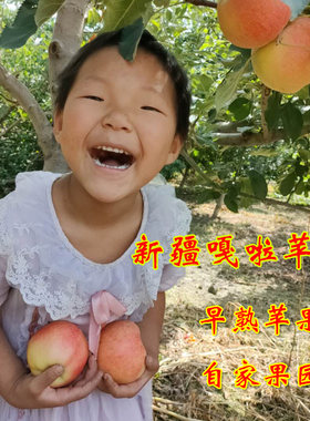 新疆阿克苏嘎啦苹果早熟苹果鲜果