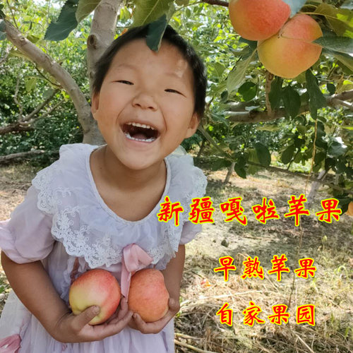 新疆阿克苏嘎啦苹果早熟苹果鲜果