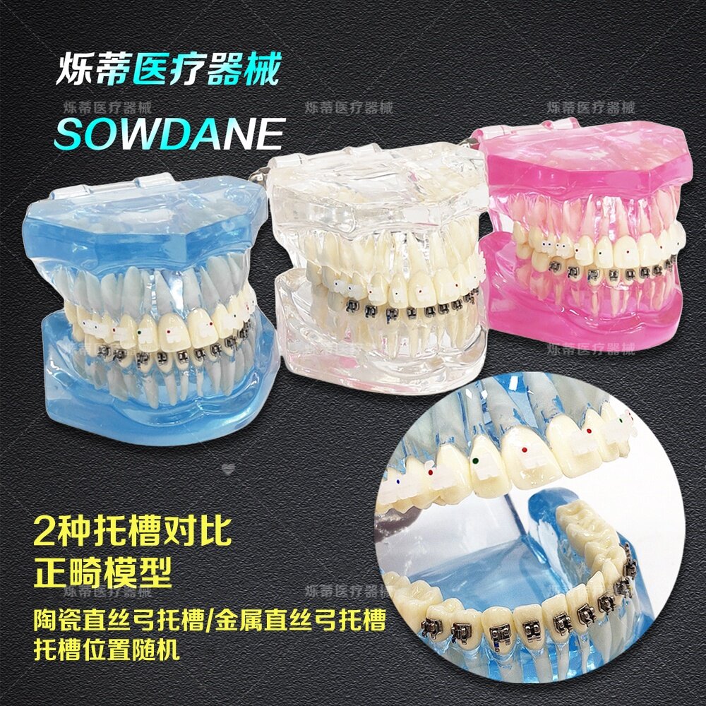 牙科正畸牙模2种托槽对比模型透明牙模口腔教学医患沟通模型