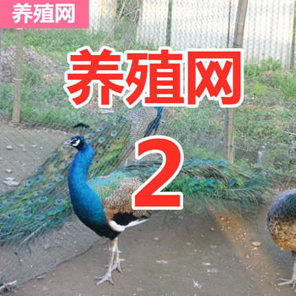 拦鸡网围鸡网养殖网菜园围栏网养鸡网围栏防鸟网爬藤网山鸡孔雀网