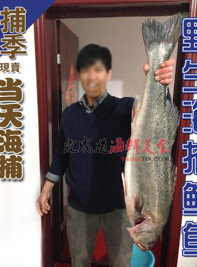 威海海鲈鱼威海海鱼霖成道