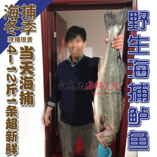 威海海鲜海捕鲜活大海鲈鱼3-15斤花鲈鲈板花寨鲈子鱼七星鲈胶东产