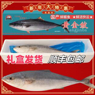 新号冲量价黄金大鲅鱼礼盒装深海黄狮鱼特大整条冷冻发货顺丰包邮