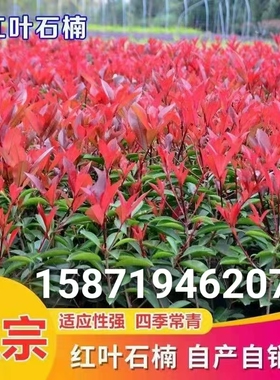 火焰红红叶石楠树苗绿化工程景观植物苗木四季常青庭院带土小苗木