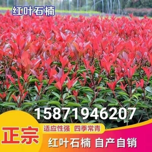 火焰红红叶石楠树苗绿化工程景观植物苗木四季常青庭院带土小苗木
