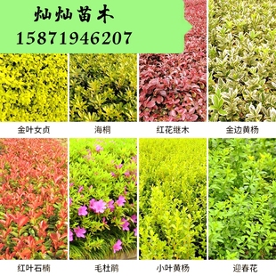 红叶石楠火焰罗宾红红花继木檵木金森女贞杜鹃映山红树苗庭院