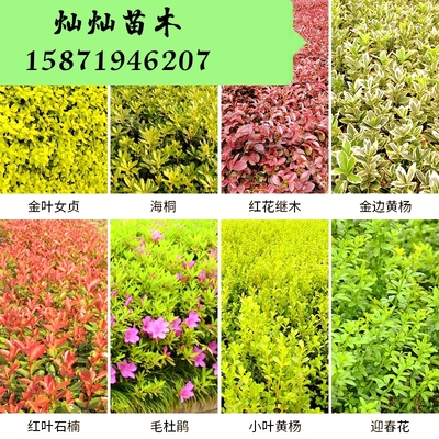 杜鹃海桐金边黄杨小叶黄杨栀子花