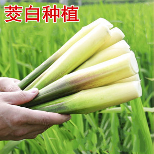 茭白种苗高瓜早熟改良型双季茭白苗种植四季茭瓜苗高笋种苗老蹲水