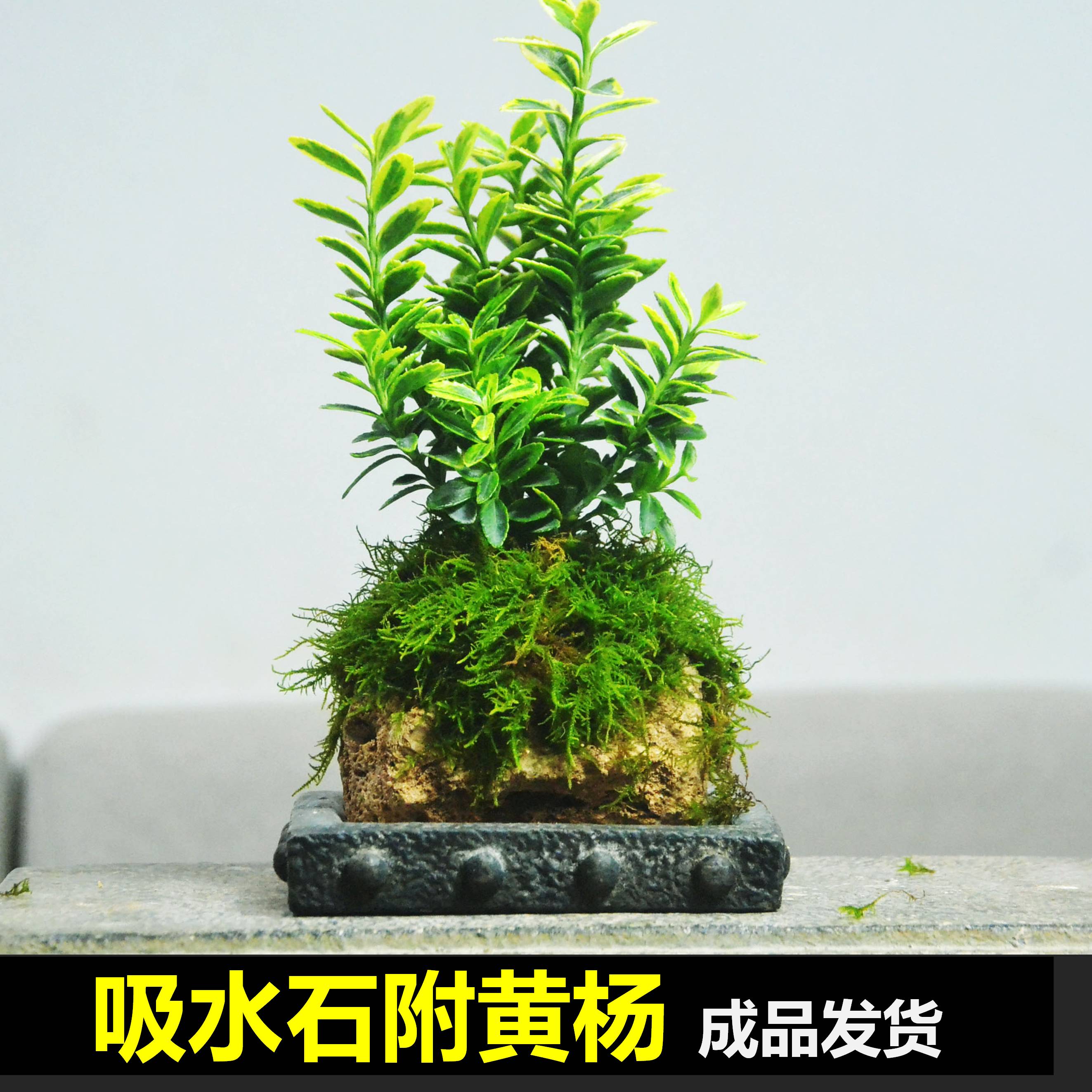 小叶金边黄杨室内盆景盆栽水培