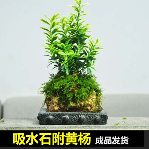 小叶金边黄杨室内盆景盆栽水培