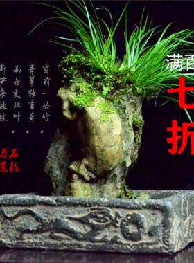 免烧陶仿古吸水石底座复古菖蒲盆