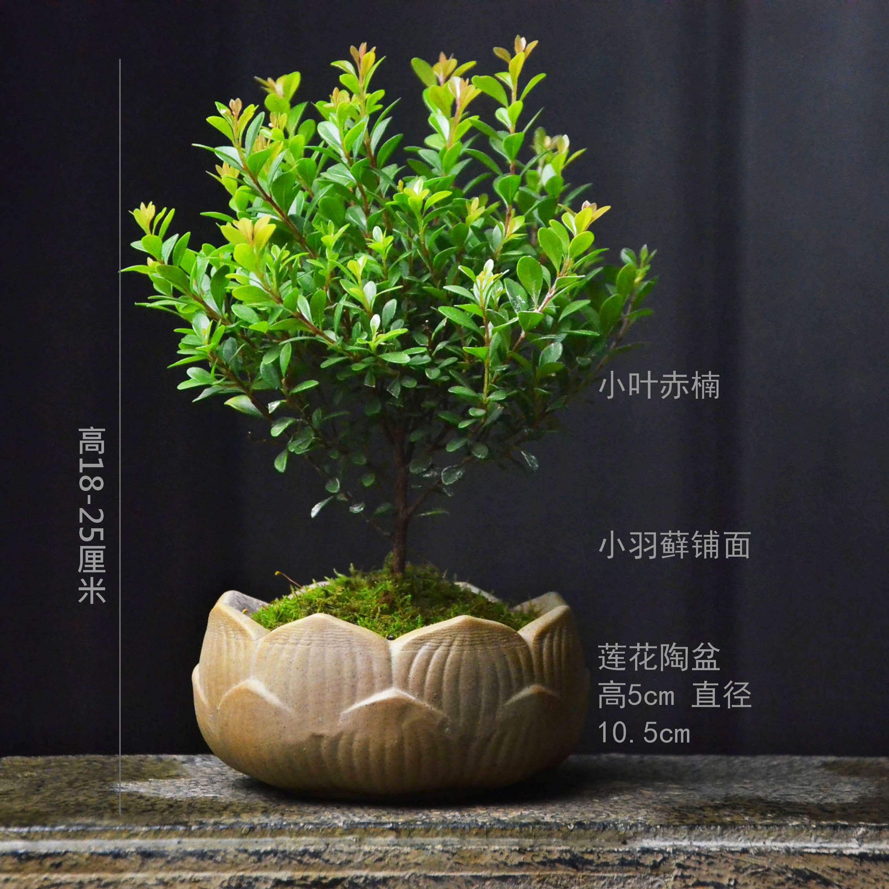 易养盆栽赤楠室内植物桌面盆栽