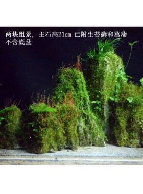 台湾吴定石附石盆景菖蒲吸水石太湖石苔藓菖蒲微景观水培小盆景