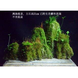 台湾吴定石附石盆景菖蒲吸水石太湖石苔藓菖蒲微景观水培小盆景